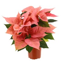 Poinsettia Christmas Houseplant - Salmon Pink 10.5cm