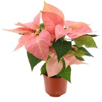 Poinsettia Christmas Houseplant Salmon Pink 13cm - With Decorative Pot