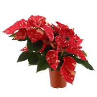 Poinsettia Christmas Houseplant Variegated 13cm - With Decorative Pot
