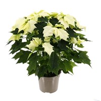Poinsettia Christmas Houseplant - White 13cm - With Decorative Pot