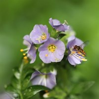 Polemonium Bambino Blue Perennial Plant 2L Pot - Set of 3