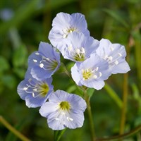 Polemonium Halfway To Paradise Perennial Plant in a 9cm Pot