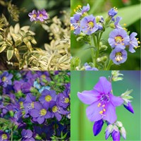 Polemonium Perennial Set - Mixed Colours - 3 x 2L Pots