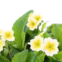Polyanthus F1 Crescendo Primrose Shades 6 Pack Boxed Bedding