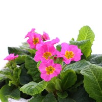 Polyanthus F1 Crescendo Rose 6 Pack Boxed Bedding