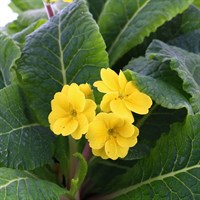 Polyanthus F1 Crescendo Yellow 6 Pack Boxed Bedding