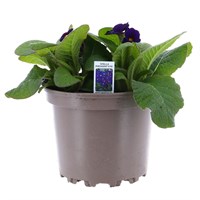 Polyanthus Stella Pheasants Eye 2 Litre Pot Bedding 
