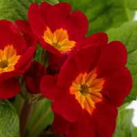 Polyanthus Supernova Cherry 6 Pack Boxed Bedding