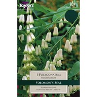 Taylors Bulbs Polygonatum Multiflorum (Single Pack) (TS827)