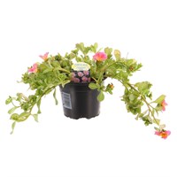 Portulaca Summerstars Rose 13cm Pot Bedding 