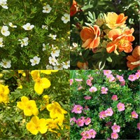 Potentilla Perennial Set - Mixed Colours - 5 x 9cm Pots