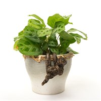 Potty Feet Decorative Pot Buddies - Antique Bronze Sloth (PB0010)