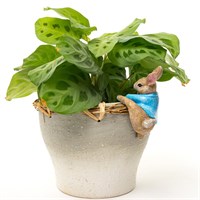 Potty Feet Decorative Pot Buddies - Beatrix Potter Peter Rabbit Climbing In To Pot (PBBP0010C) 