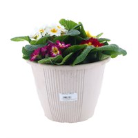 Primrose 10 Inch Ammam Planted Pot Bedding
