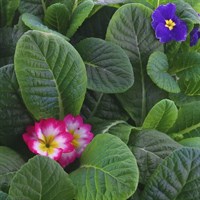 Primrose 15 Pack Boxed Bedding