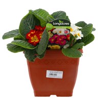 Primrose 19cm Square Sonja Pot Bedding