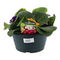 Primrose 20cm Bowl Pot Bedding