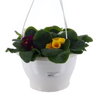 Primrose 25cm Hanging Pot Bedding