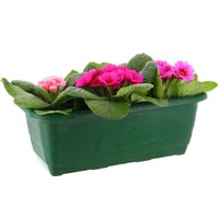 Primrose 30cm Planted Bedding Trough