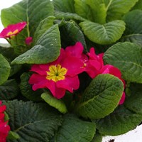 Primrose F1 Rose 6 Pack Boxed Bedding