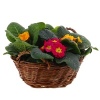Primrose Medium Round Wicker Bedding Basket