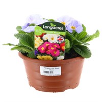 Primrose Mixed 16cm Pot Bedding Bowl