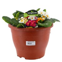 Primrose Mixed 6.5L Pot Bedding
