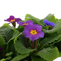 Primrose Provence Mix - Super 6 Pack Boxed Bedding