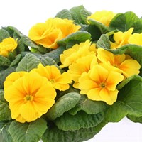 Primrose Rambo Yellow Super 6 Pack Boxed Bedding
