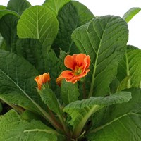 Primrose F1 Salmon Orange 6 Pack Boxed Bedding