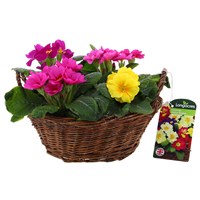 Primrose Small Wicker Planted Bedding Bowl