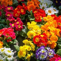 Primula Elatior Mixed Perennial Plant 9cm Pot - Set of 3