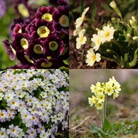 Primula Perennial Set - Mixed Colours - 3 x 2L Pots