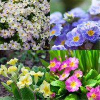 Primula Perennial Set - Mixed Colours - 5 x 9cm Pots