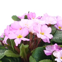 Primrose Woodland Dell Rose Super 6 Pack Boxed Bedding