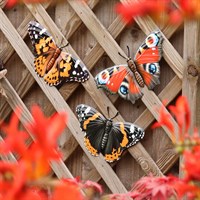 Primus Realistic Set Of 3 Metal Butterfly Garden Decor Wall Art (PA1709)