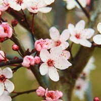 Prunus 'Cerasifera Nigra' Tree