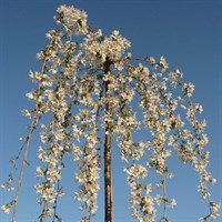 Prunus 'Snow Showers' Tree