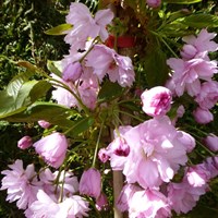 Prunus 'Kanzan' Tree