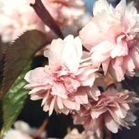 Prunus 'Kiku-shidare Zakura' - 15 Litres Tree