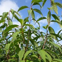 Prunus 'Serrula (Syn. Tibetica)' Tree