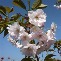 Prunus 'Shirofugen' Tree