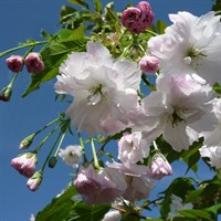 Prunus 'Shogetsu' Tree