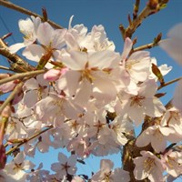 Prunus 'Subhirtella Falling Stars' Tree