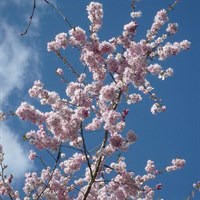 Prunus 'Subhirtella Autumnalis Rosea' Tree