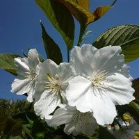 Prunus 'Tai Haku' Tree