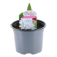 Pushkinia Libanotica 10.5cm Pot Bedding Bulbs