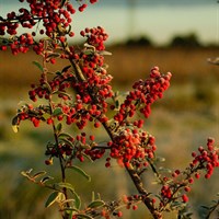 Pyracantha Red Column 3 Litre Climber Plant