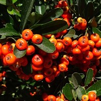 Pyracantha Saphyr Cadange 3 Litre Climber Plant