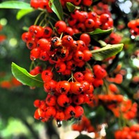 Pyracantha Saphyr Cadrou 3 Litre Climber Plant